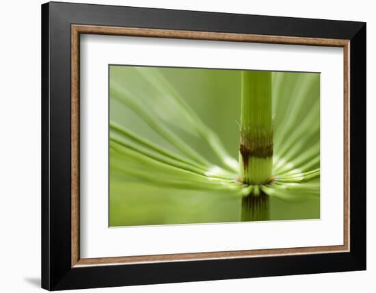 Horsetail, Stanley Park, British Columbia-Paul Colangelo-Framed Photographic Print