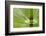 Horsetail, Stanley Park, British Columbia-Paul Colangelo-Framed Photographic Print