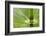 Horsetail, Stanley Park, British Columbia-Paul Colangelo-Framed Photographic Print