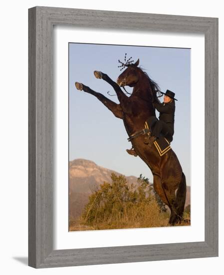 Horsewoman on Rearing Bay Azteca Stallion (Half Andalusian Half Quarter Horse) Ojai, California-Carol Walker-Framed Photographic Print