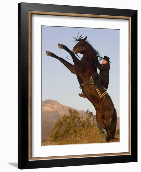 Horsewoman on Rearing Bay Azteca Stallion (Half Andalusian Half Quarter Horse) Ojai, California-Carol Walker-Framed Photographic Print