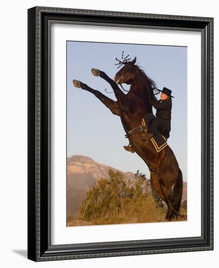 Horsewoman on Rearing Bay Azteca Stallion (Half Andalusian Half Quarter Horse) Ojai, California-Carol Walker-Framed Photographic Print