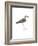 Horsfield's Snipe-Maria Mendez-Framed Giclee Print