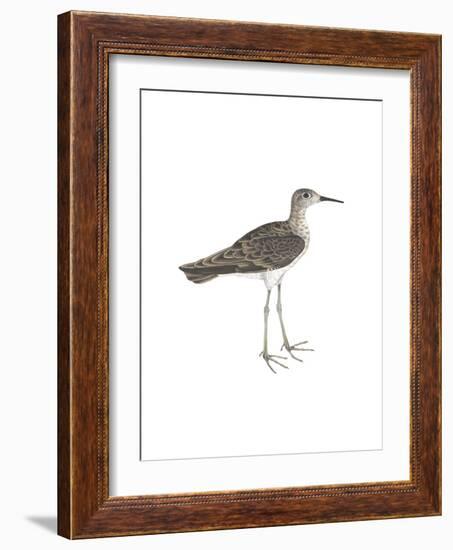 Horsfield's Snipe-Maria Mendez-Framed Giclee Print