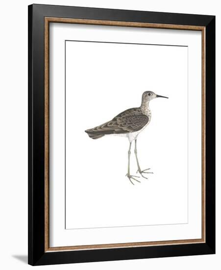 Horsfield's Snipe-Maria Mendez-Framed Giclee Print