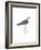 Horsfield's Snipe-Maria Mendez-Framed Giclee Print