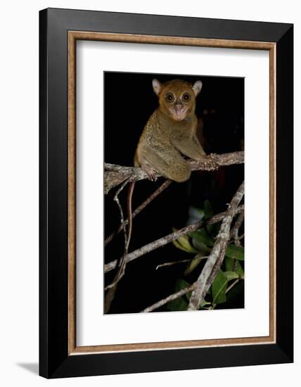 Horsfield's tarsier / Western tarsier Belitung Island, Sumatra, Indonesia. Endemic.-Daniel Heuclin-Framed Photographic Print