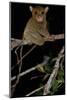 Horsfield's tarsier / Western tarsier Belitung Island, Sumatra, Indonesia. Endemic.-Daniel Heuclin-Mounted Photographic Print