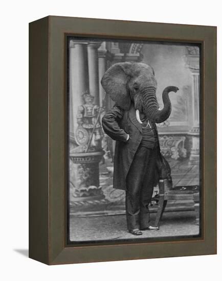 Hortence J Pacadorf-Grand Ole Bestiary-Framed Stretched Canvas