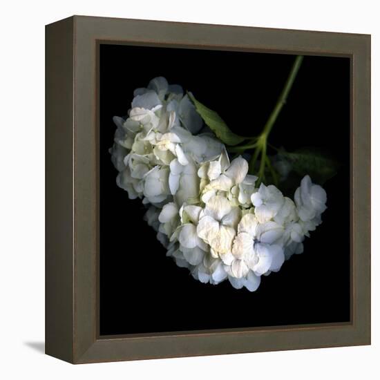 Hortenses Heart-Magda Indigo-Framed Premier Image Canvas