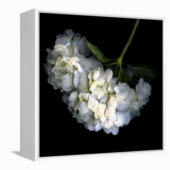 Hortenses Heart-Magda Indigo-Framed Premier Image Canvas