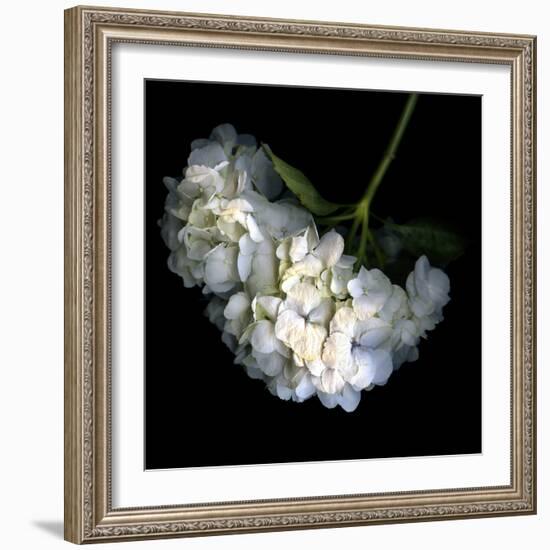 Hortenses Heart-Magda Indigo-Framed Photographic Print