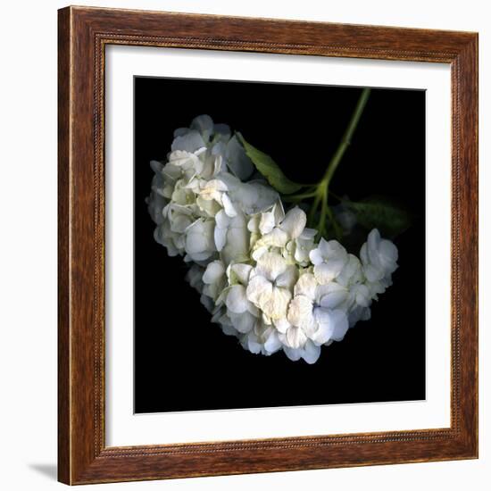 Hortenses Heart-Magda Indigo-Framed Photographic Print