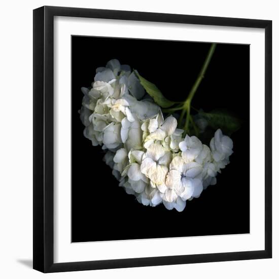 Hortenses Heart-Magda Indigo-Framed Photographic Print