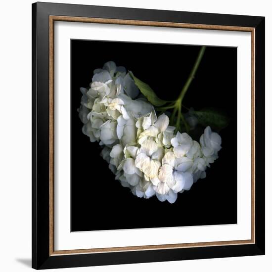 Hortenses Heart-Magda Indigo-Framed Photographic Print