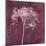 Hortensia Silhouette Wine Red-Cora Niele-Mounted Photographic Print