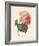 Hortensia-Pierre-Joseph Redouté-Framed Giclee Print