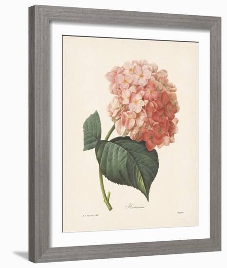 Hortensia-Pierre-Joseph Redouté-Framed Giclee Print