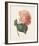 Hortensia-Pierre-Joseph Redouté-Framed Giclee Print