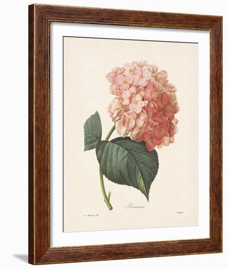 Hortensia-Pierre-Joseph Redouté-Framed Giclee Print