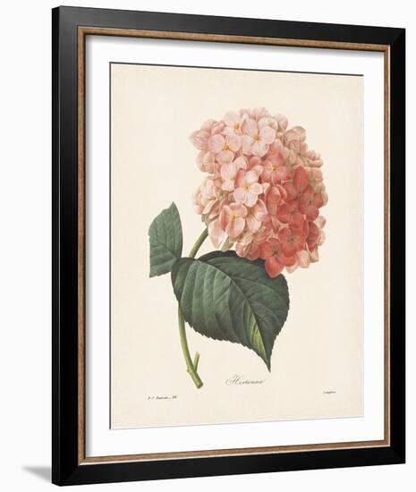 Hortensia-Pierre-Joseph Redouté-Framed Giclee Print