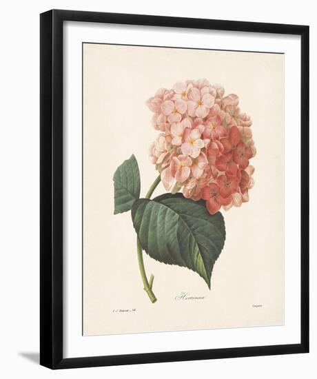 Hortensia-Pierre-Joseph Redouté-Framed Giclee Print