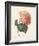 Hortensia-Pierre-Joseph Redouté-Framed Giclee Print