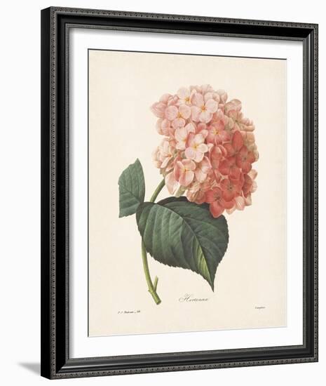 Hortensia-Pierre-Joseph Redouté-Framed Giclee Print