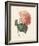 Hortensia-Pierre-Joseph Redouté-Framed Giclee Print