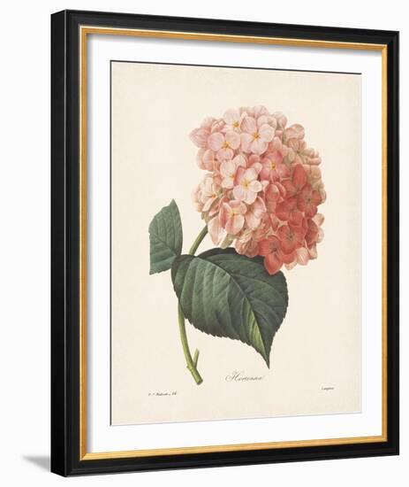 Hortensia-Pierre-Joseph Redouté-Framed Giclee Print