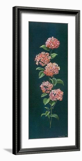 Hortensie-Karin Valk-Framed Art Print