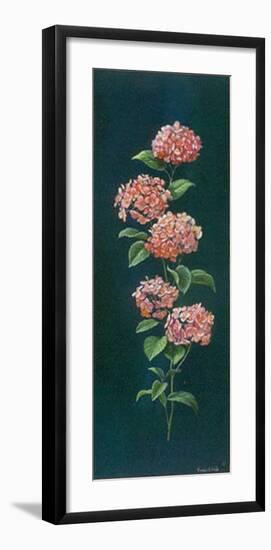 Hortensie-Karin Valk-Framed Art Print