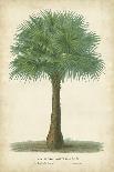 Palm of the Tropics IV-Horto Van Houtteano-Art Print