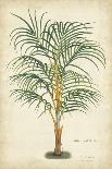 Palm of the Tropics II-Horto Van Houtteano-Art Print