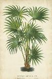 Palm of the Tropics VI-Horto Van Houtteano-Framed Art Print