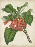 Tropical Rhododendron I-Horto Van Houtteano-Art Print