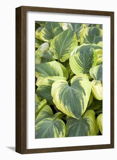 Hosta 'Carnival'-Adrian Thomas-Framed Photographic Print