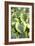 Hosta 'Carnival'-Adrian Thomas-Framed Photographic Print