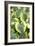 Hosta 'Carnival'-Adrian Thomas-Framed Photographic Print