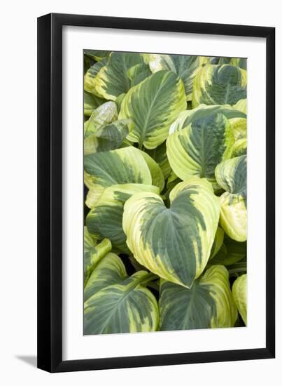 Hosta 'Carnival'-Adrian Thomas-Framed Photographic Print