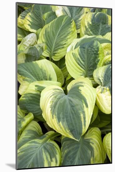 Hosta 'Carnival'-Adrian Thomas-Mounted Photographic Print