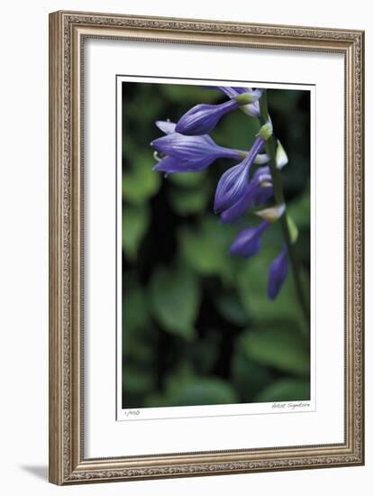 Hosta Flower Detail-Stacy Bass-Framed Giclee Print