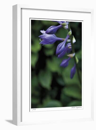 Hosta Flower Detail-Stacy Bass-Framed Giclee Print