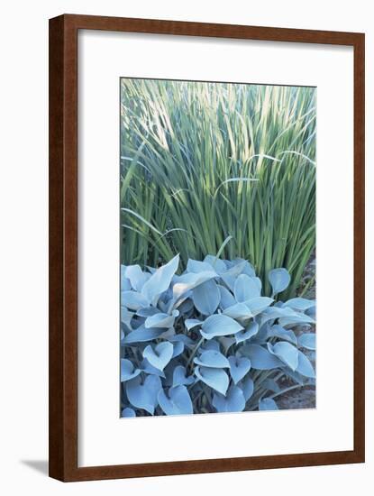 Hosta 'Halcyon' And Iris Sibirica-Archie Young-Framed Photographic Print