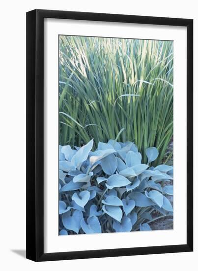 Hosta 'Halcyon' And Iris Sibirica-Archie Young-Framed Photographic Print