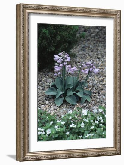 Hosta (Hosta 'Blue Mouse Ears')-Archie Young-Framed Photographic Print