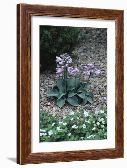 Hosta (Hosta 'Blue Mouse Ears')-Archie Young-Framed Photographic Print