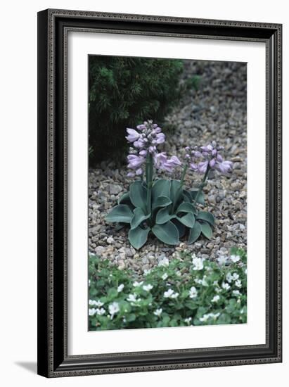 Hosta (Hosta 'Blue Mouse Ears')-Archie Young-Framed Photographic Print