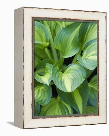 Hosta 'Joyce Trott'-Clive Nichols-Framed Premier Image Canvas