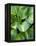 Hosta 'Joyce Trott'-Clive Nichols-Framed Premier Image Canvas